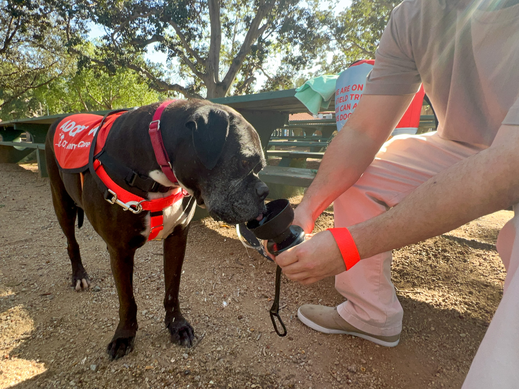 Dog's Day Out_Theodore drinking