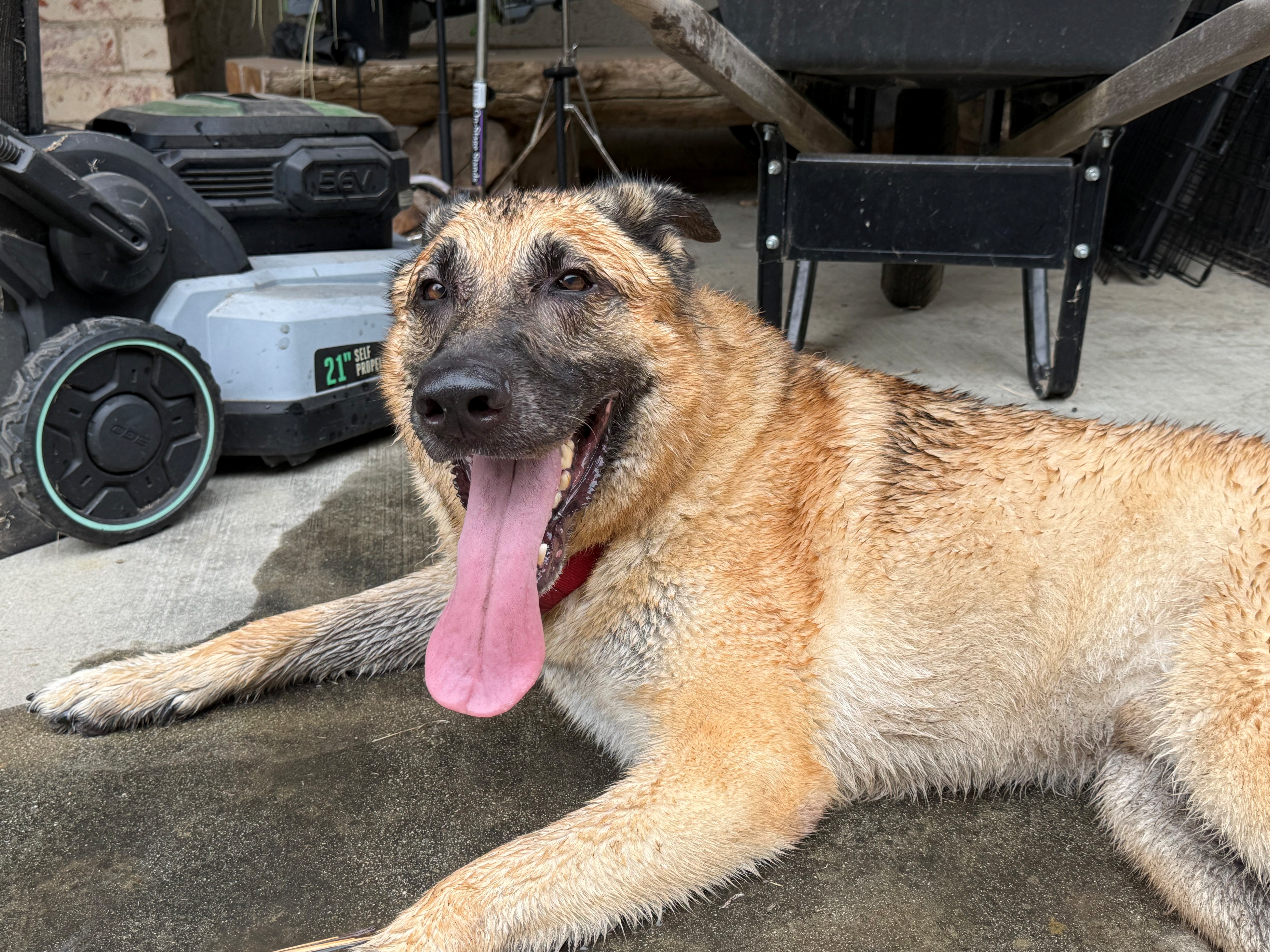 Alexander laying down, tongue out, smiling
