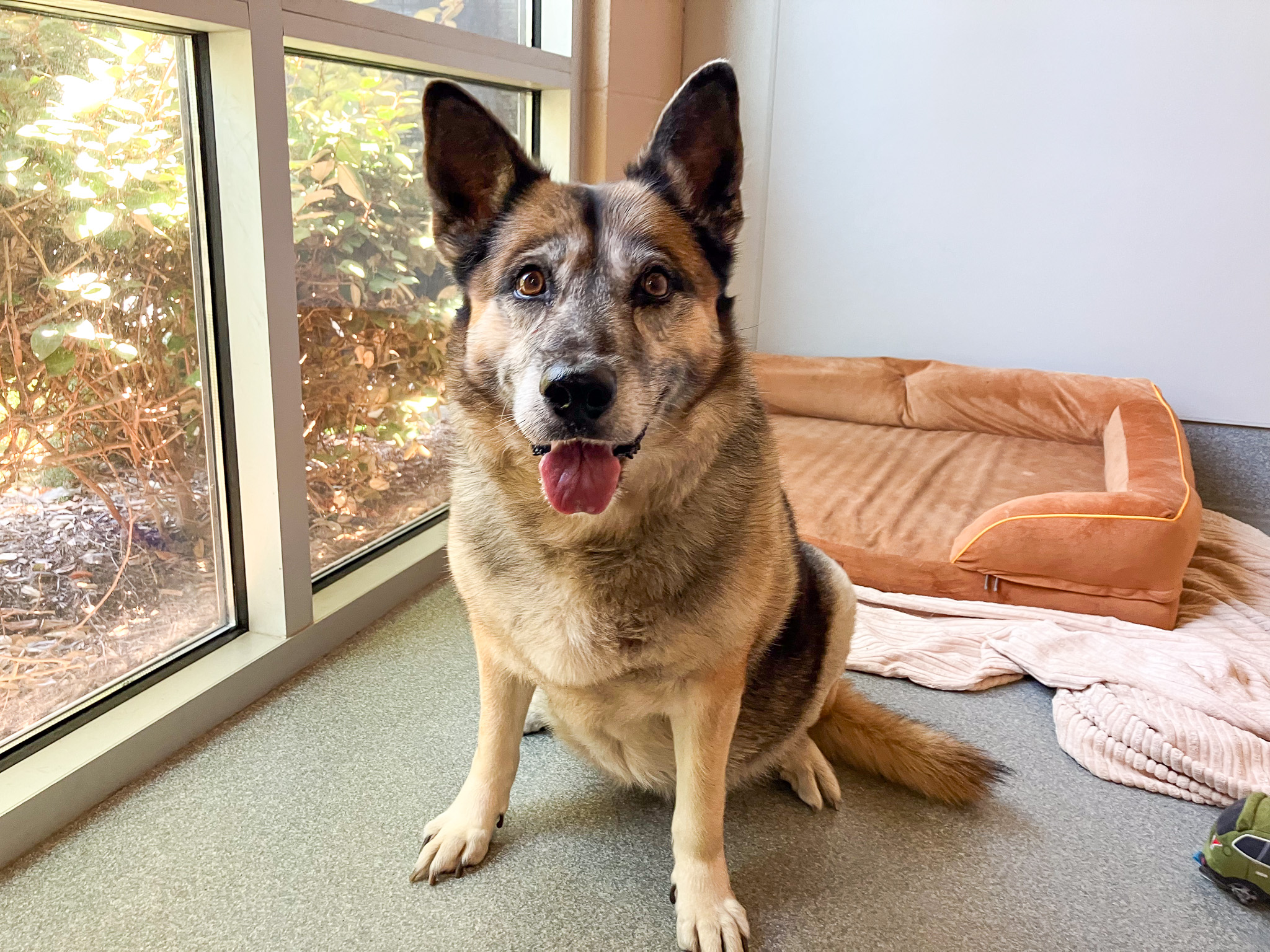 Bubbles sitting indoors and smiling