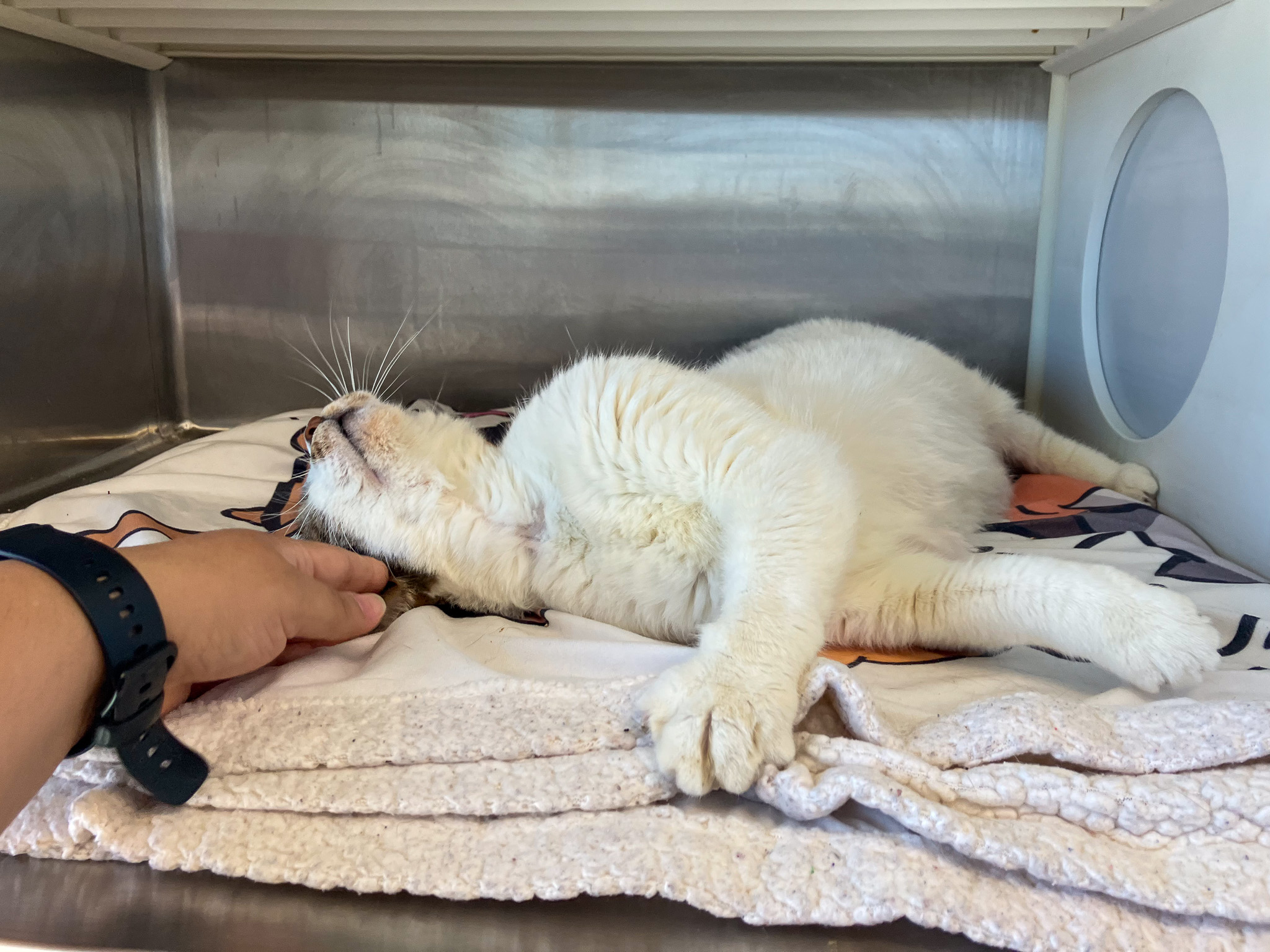 Cat rolling over, receiving neck pets
