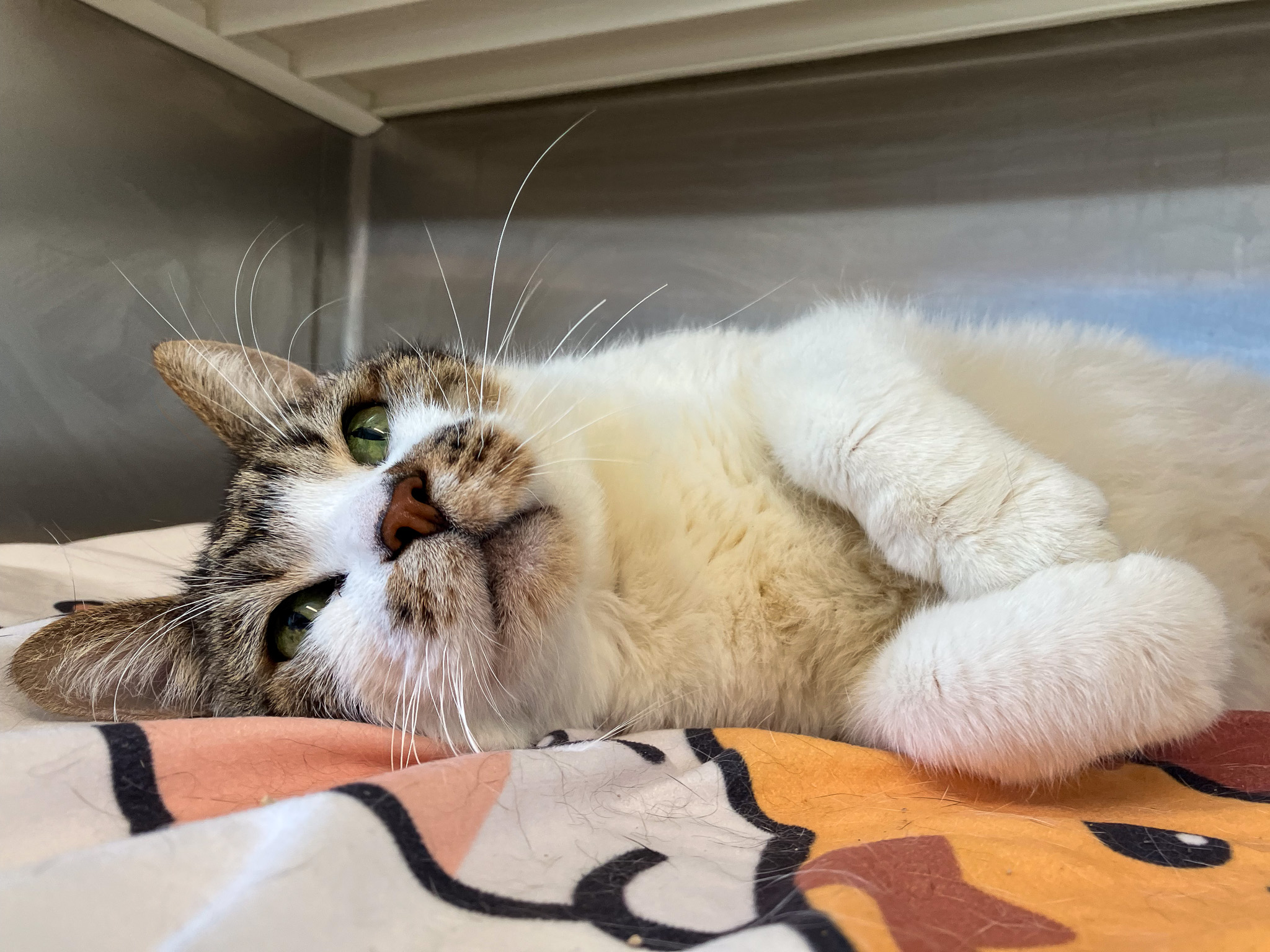 Cat laying down, paws upfront, looking cute
