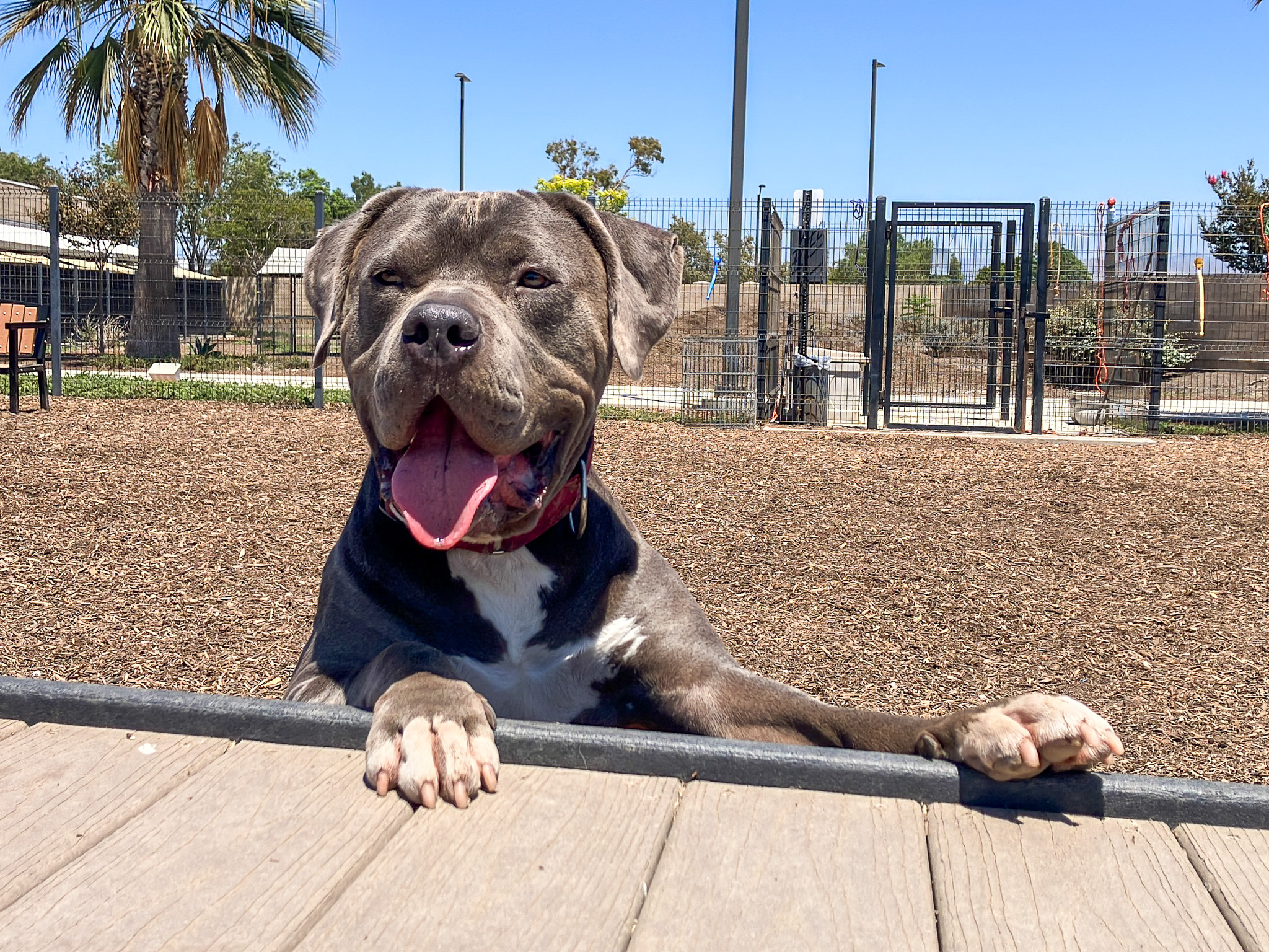 Gimli, a pit bull, standing with paws on a table, smiling at the camera