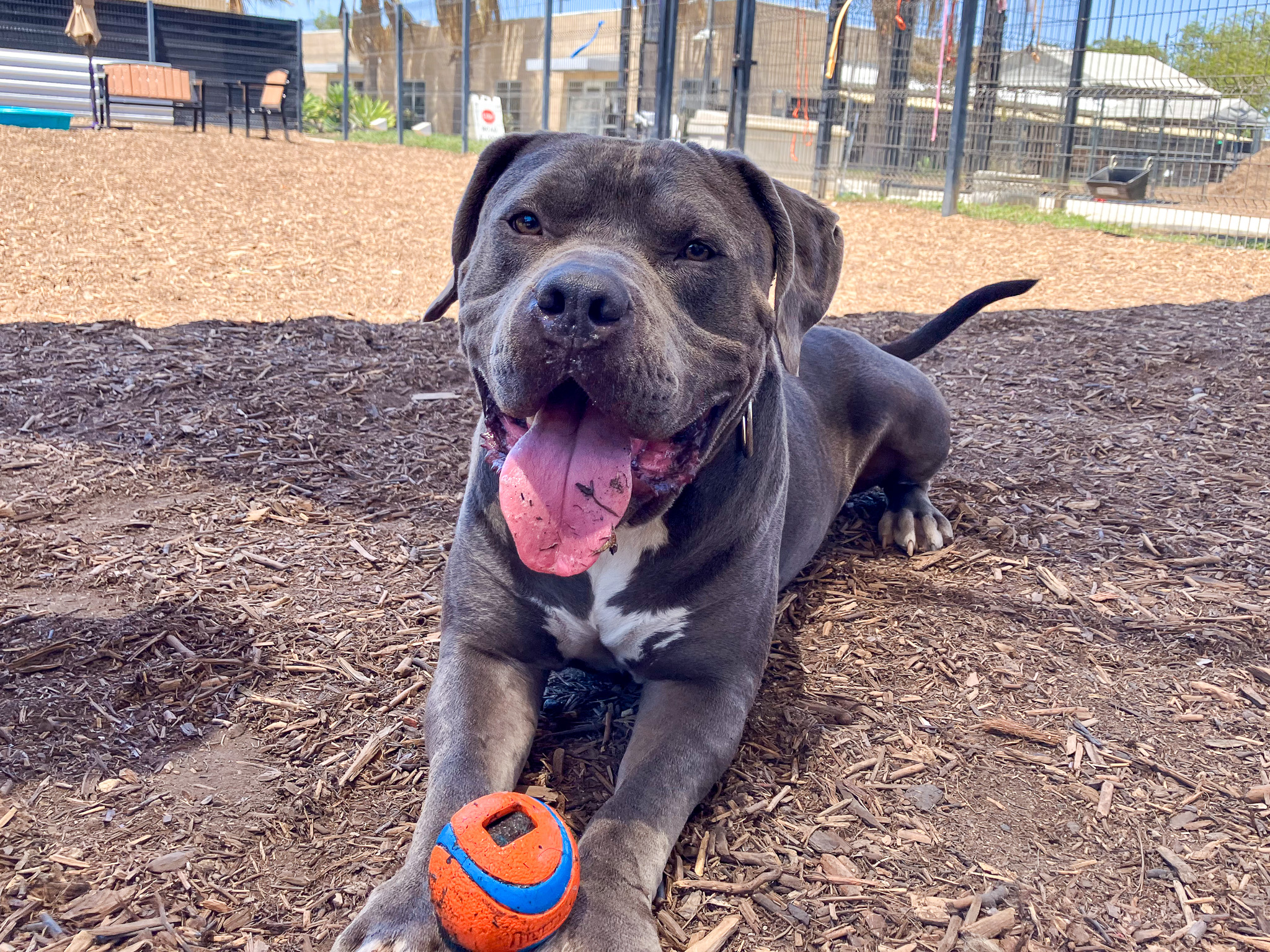 Gimli, a pit bull, laying down with a ball on his paws, smiling at the camera