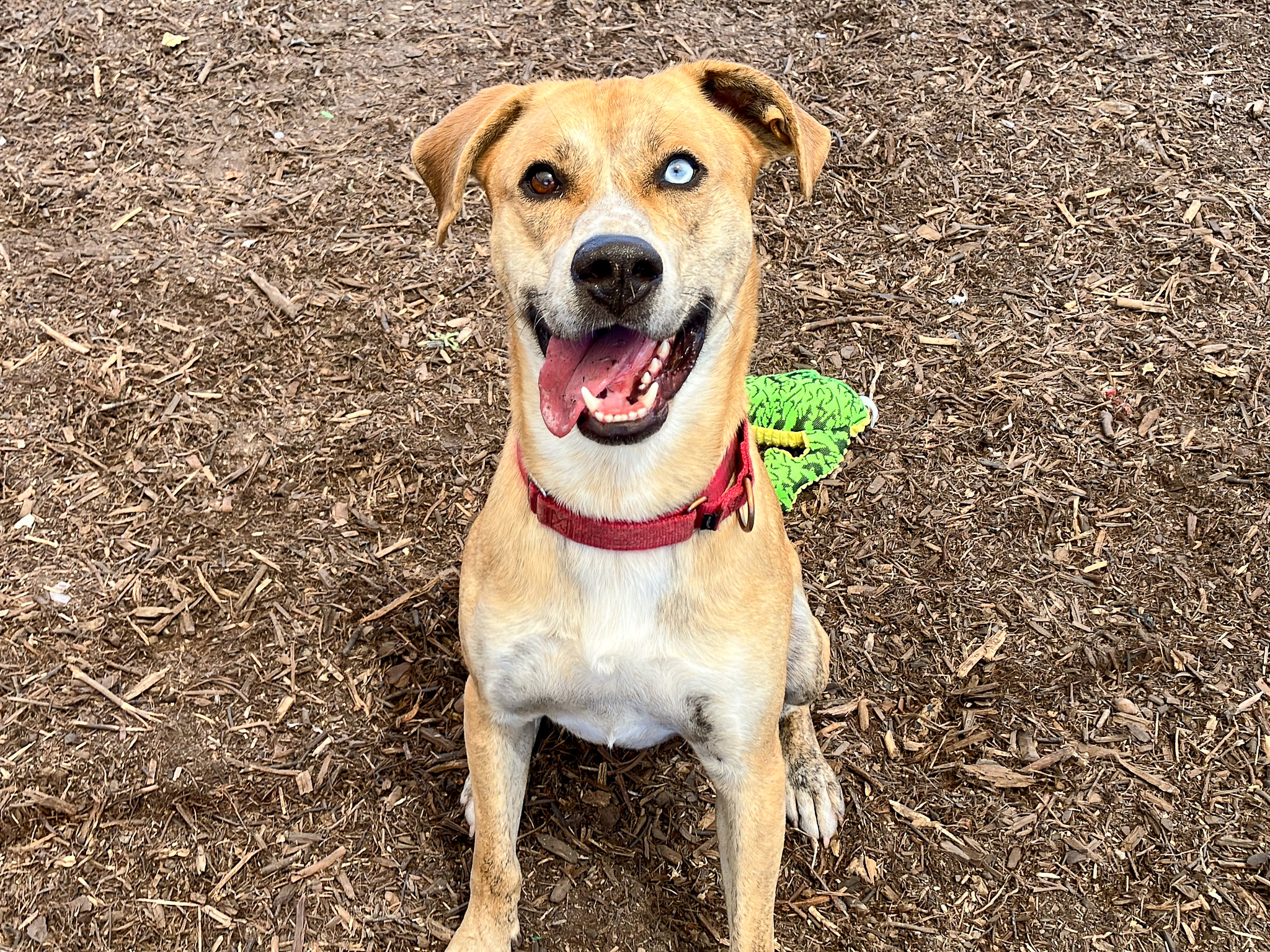 Dog sitting and smiling at the camera