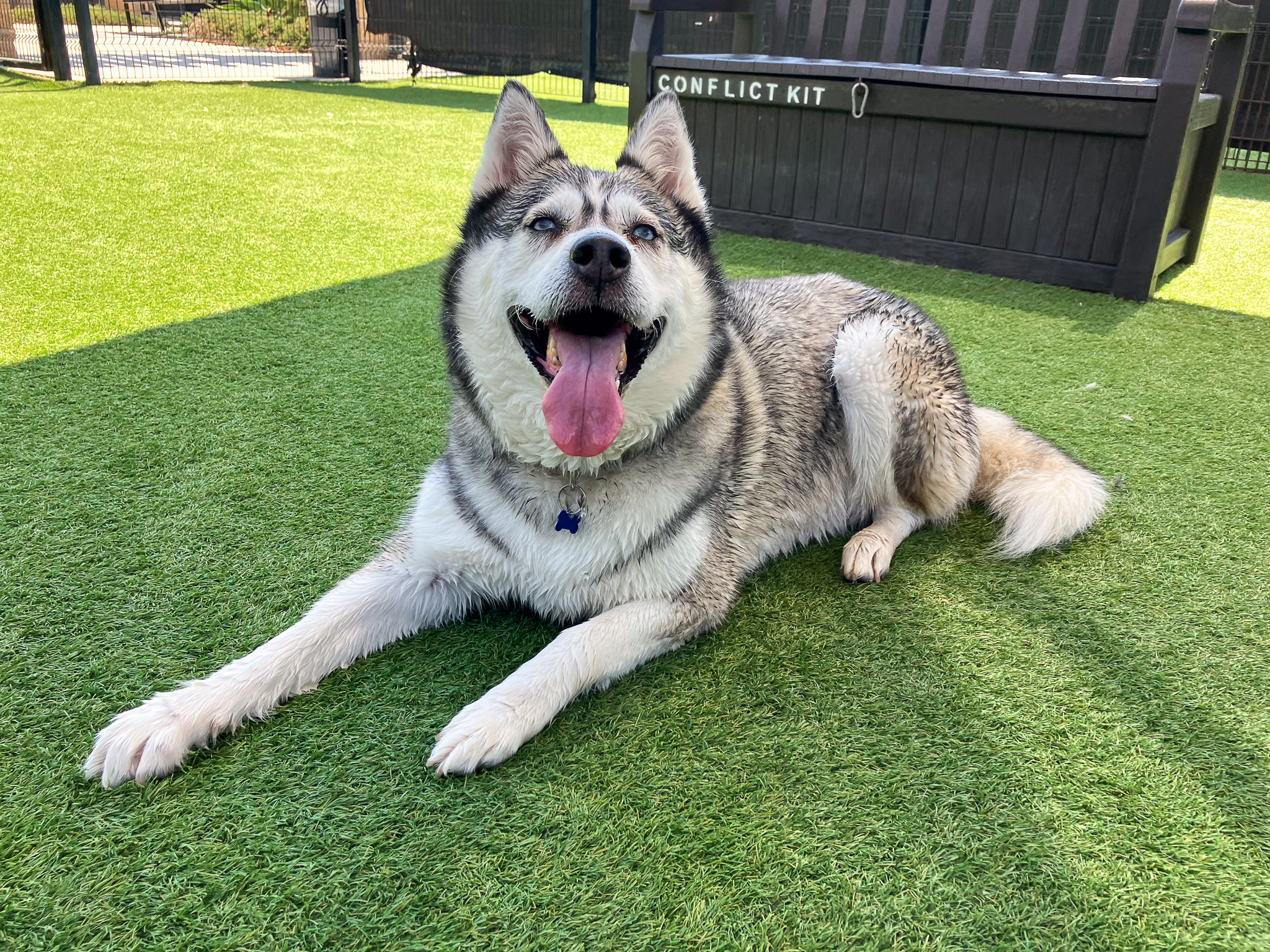 Husky dog laying down and smiling
