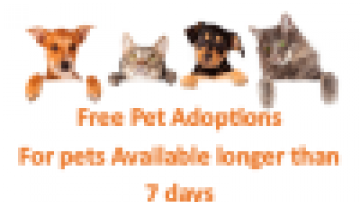 Free pet adoptions flyer