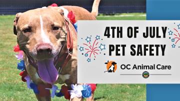 Celebrate Pet Safety this Fourth of July