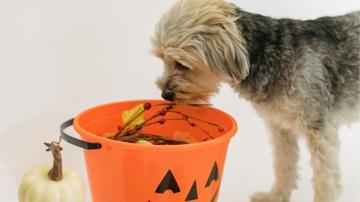 Dog smelling candy basket