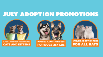 July Adoption Promotion