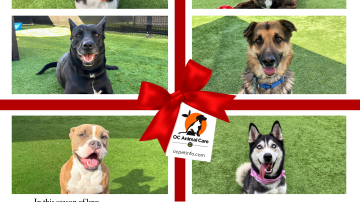 Foster Actually Campaign 