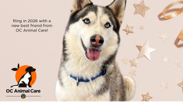 January 2026 Adoption Promotion_Square