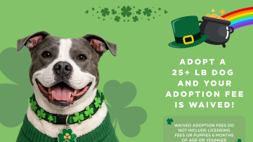 March 2026 Adoption Promotion