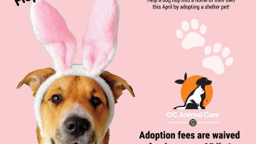 April 2026 Adoption Promotion