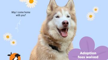 May 2026 Adoption Promotion