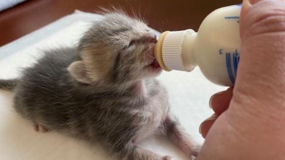 bottle kitten eating.