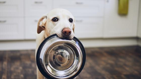 Dog with a food bowl
