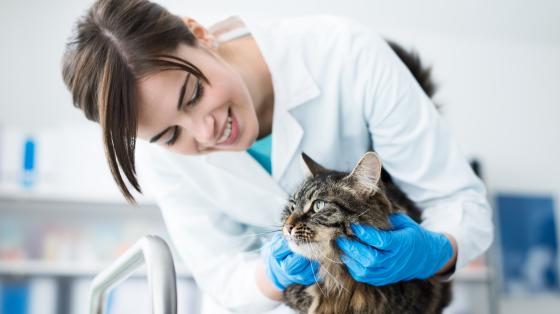 Cat at the Vet.