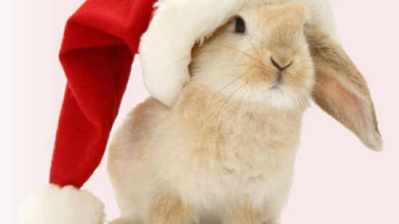 Christmas Bunny