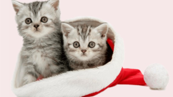 xmas cats