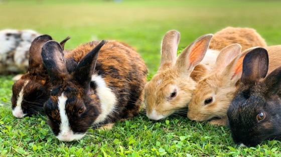 Rabbit Care Basics