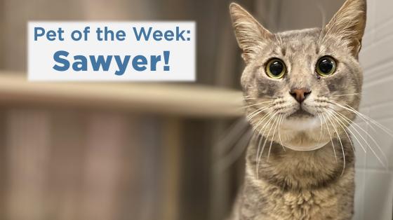 Pet of the Week: Sawyer