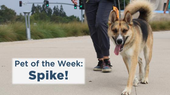 Pet of the Week: Spike