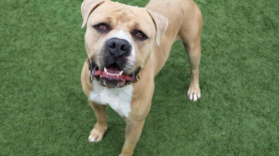 Pet of the Week, Jack