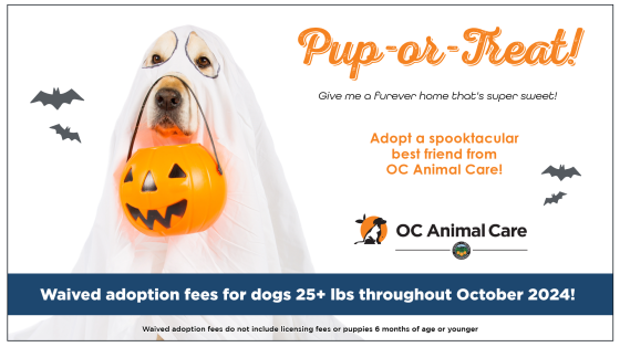 October 2024 Adoption Promotion