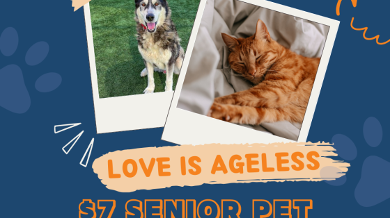 National Adopt a Senior Pet Month $7