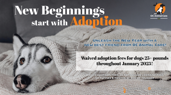 January 2025 Adoption Promotion