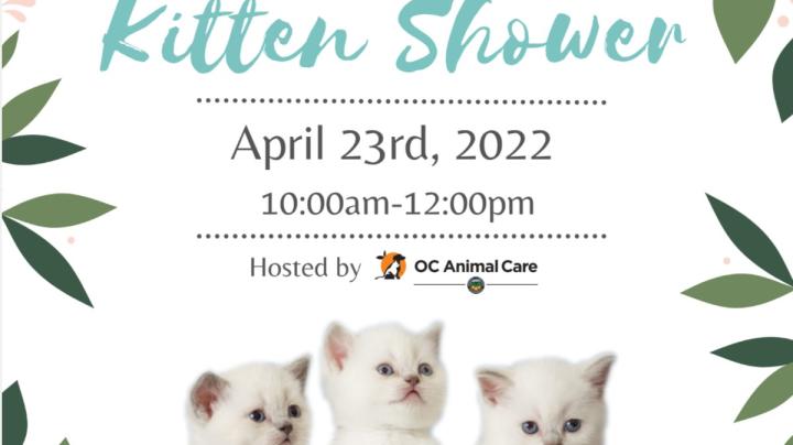 Kitten Shower