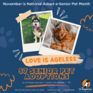 National Adopt a Senior Pet Month $7