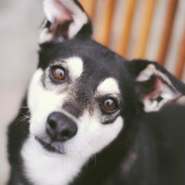 Lost dog