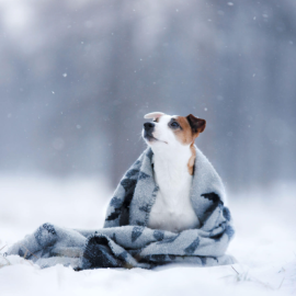 cold dog