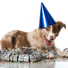 New Years Dog