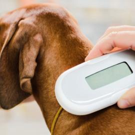 Microchip