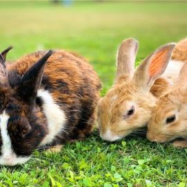 Rabbit Care Basics