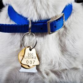 Dog License