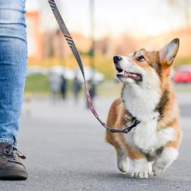 Let's Paws Photo