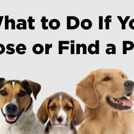 Lost and Found Pets
