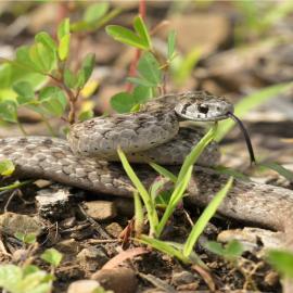 Lets Paws: Snakes