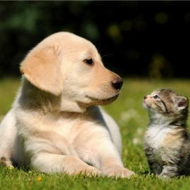 Flea, Tick, and Heartworm Prevention