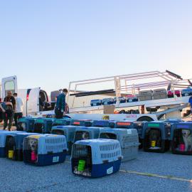 OC Animal Care_Transport