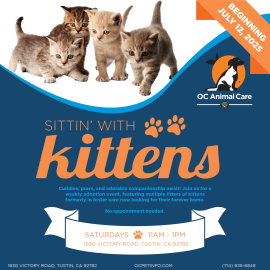 Sittin' with Kittens 2025