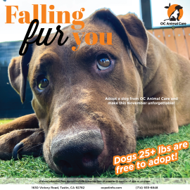 November 2025 Adoption Promotion