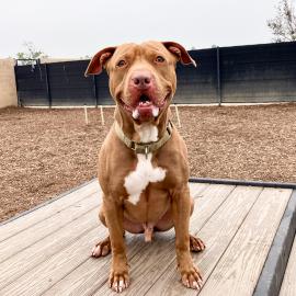 Archibald_A1931848_6