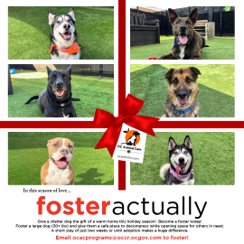 Foster Actually Campaign 