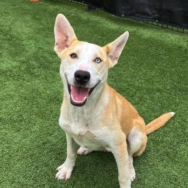 Mango is Pet of the Week!