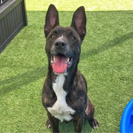 Mila A1915110 is the OC Animal Care Pet of the Week looking for a new home.