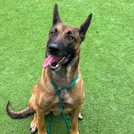 Aster is OC Animal Care Pet of the Week